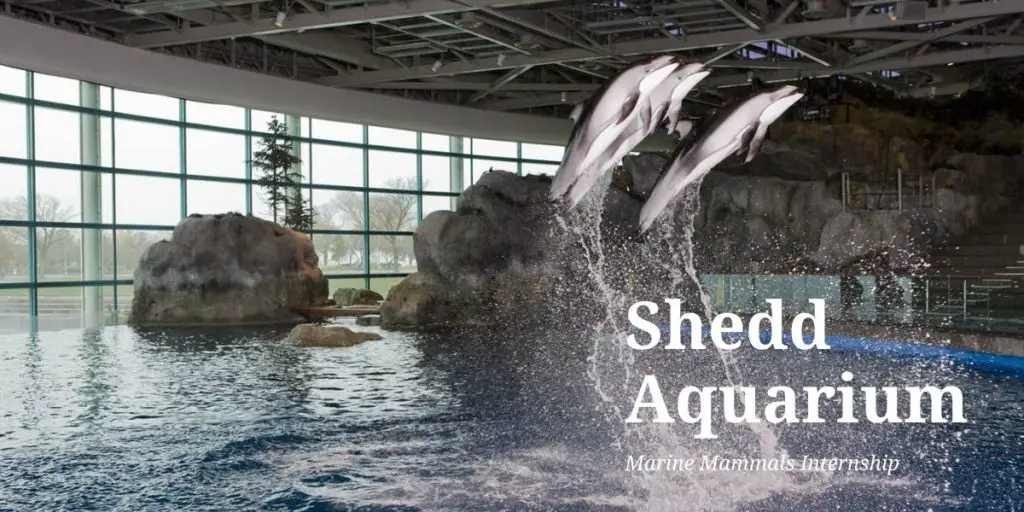 Shedd Aquarium Marine Mammals Internship
