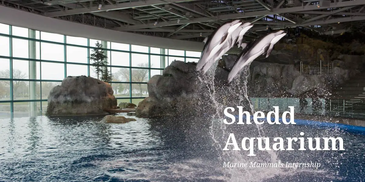 Shedd Aquarium Marine Mammals Internship - SheDD Aquarium Marine Mammals Internship