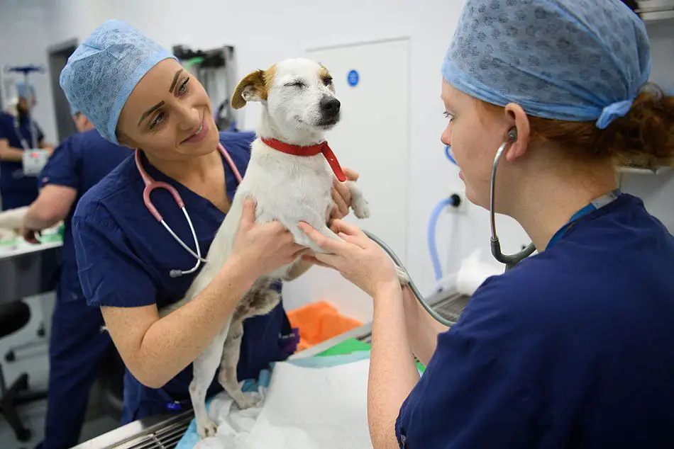 Memphis Zoo Post Graduate Veterinarian Internship