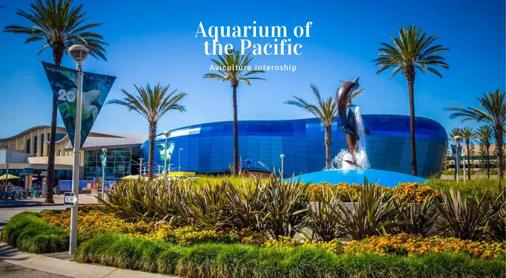 Aquarium of the Pacific Aviculture Internship