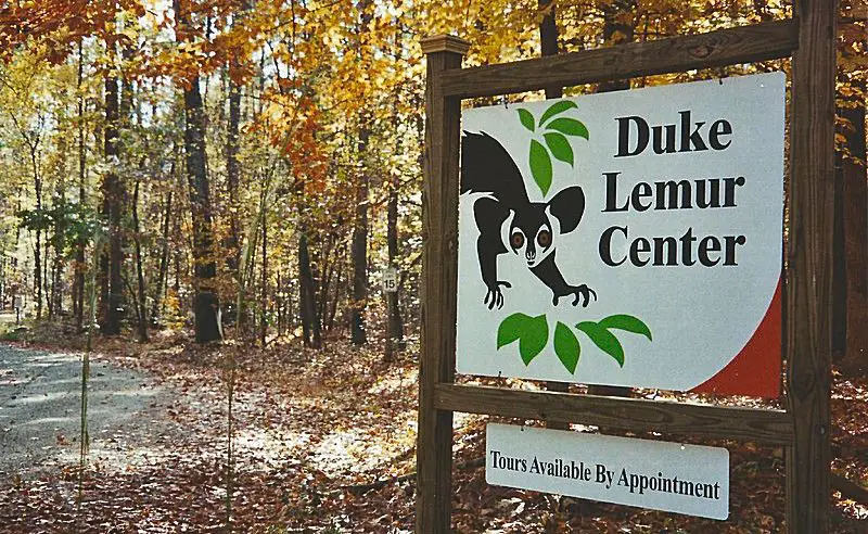 Duke Lemur Center Summer Field Research Internship