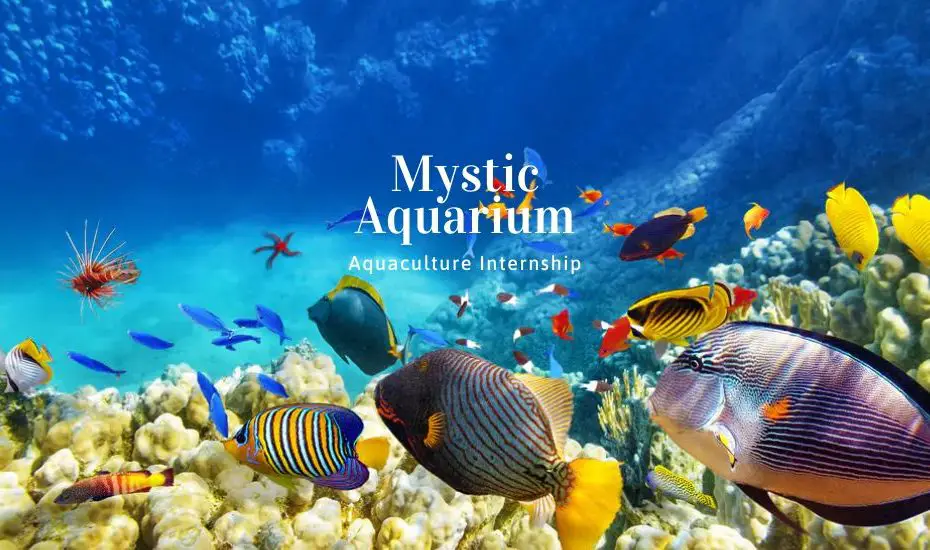 Mystic Aquarium Aquaculture Internship