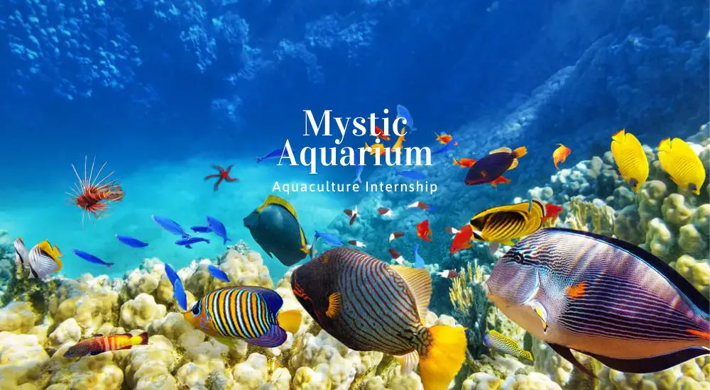 Mystic Aquarium Aquaculture Internship